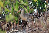 Clapper Rail